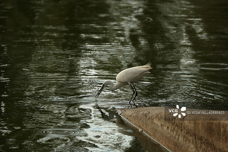 一只白鹭在湖边浅水区捕鱼，水面泛起涟漪图片素材