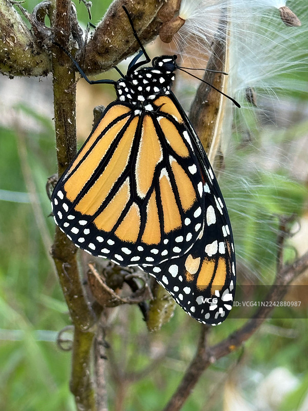 特写一只色彩鲜艳的帝王蝶停歇在植物茎上，背景是马利筋的绒毛。图片素材
