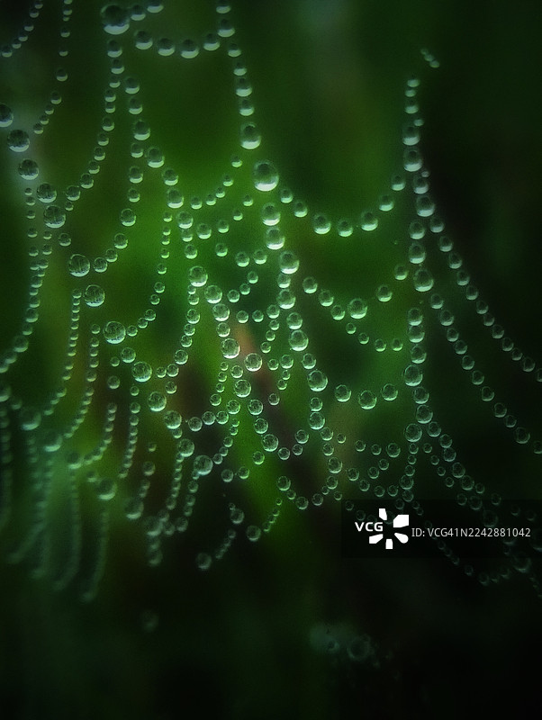 在充满活力的绿色背景下，蜘蛛网上闪闪发光的水珠特写，形成迷人的自然图案图片素材