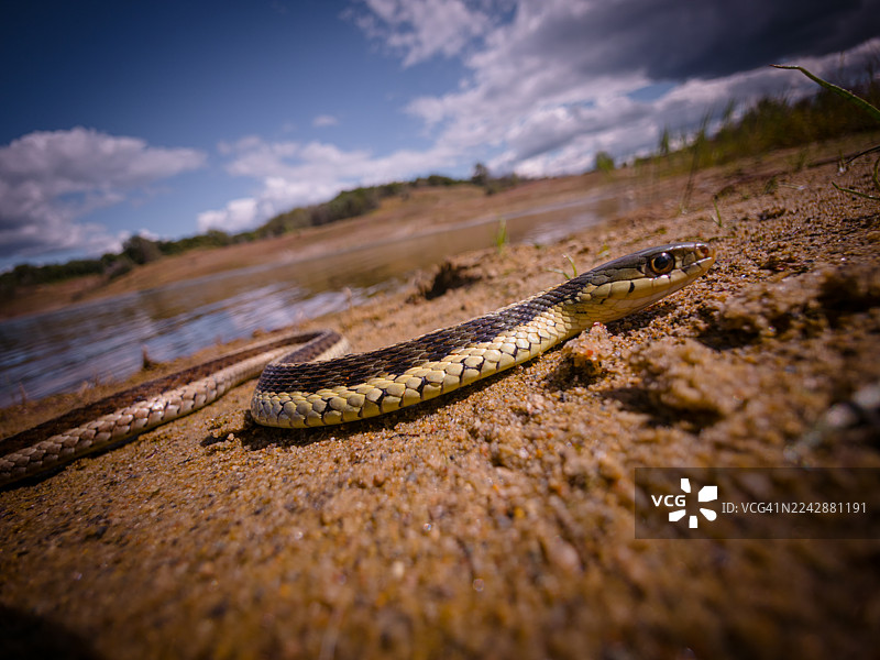 蓝天下，一条束带蛇在湖边沙滩上的特写图片素材
