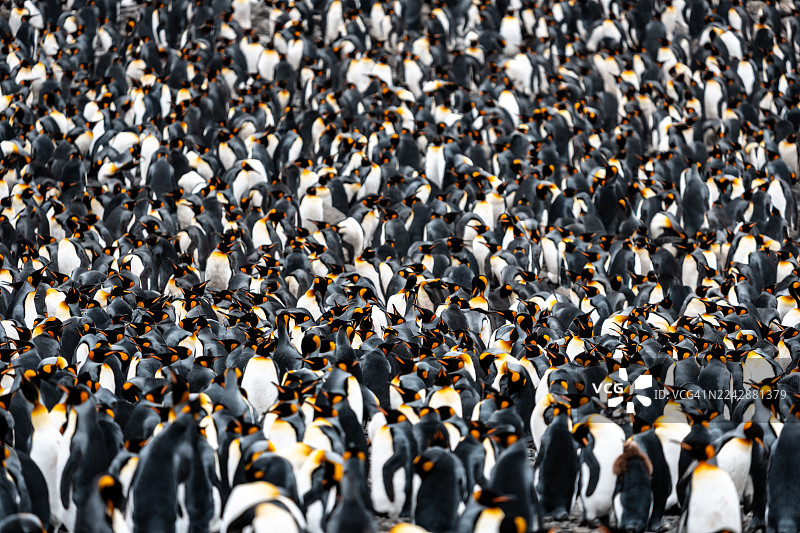 帝企鹅栖息地图片素材