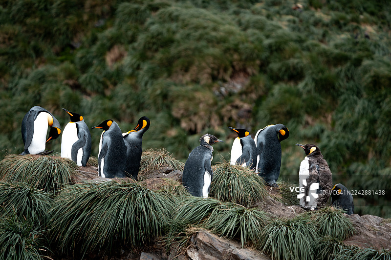 企鹅在丛生草中图片素材