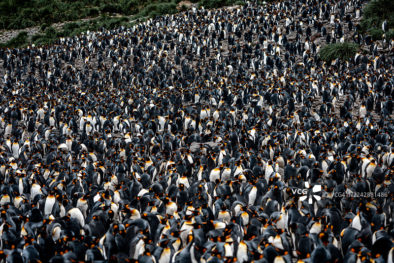 帝企鹅栖息地图片素材