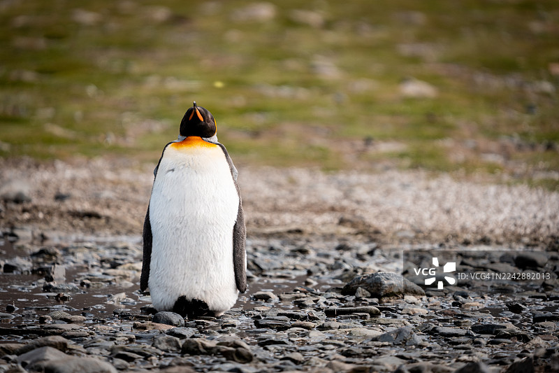 孤独的企鹅在岩石海滩上图片素材