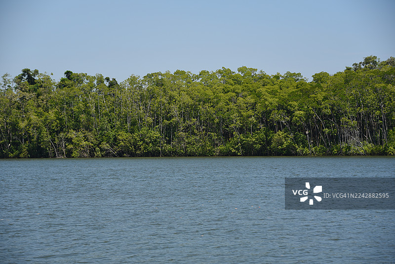 澳大利亚道格拉斯，戴恩树国家公园，晴朗蓝天下宁静湖泊旁绿树成荫，构成一派生机盎然的自然风光图片素材