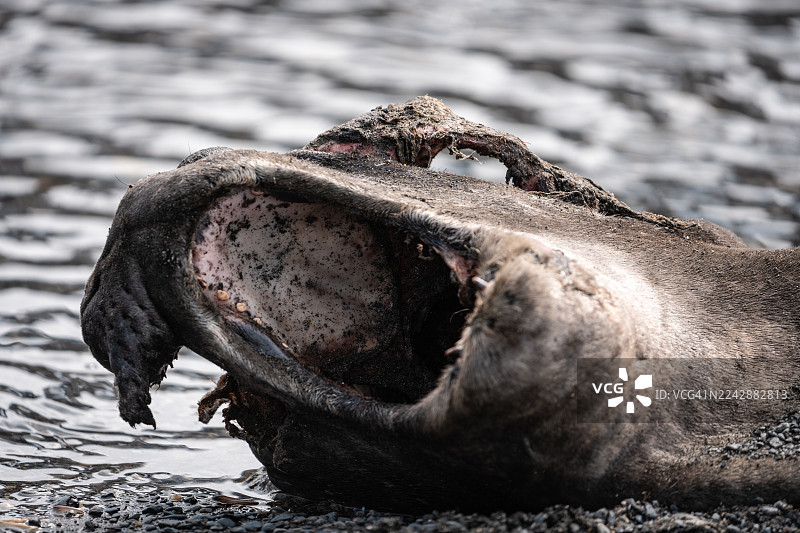 死亡的海象图片素材