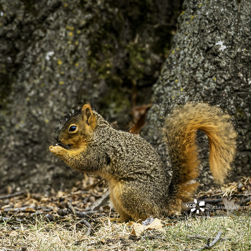 特写镜头：一只松鼠正在树干附近的地表觅食，展现出其蓬松的尾巴和专注的表情图片素材