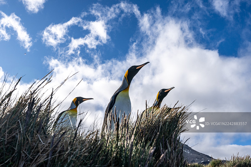 企鹅眺望苔草图片素材