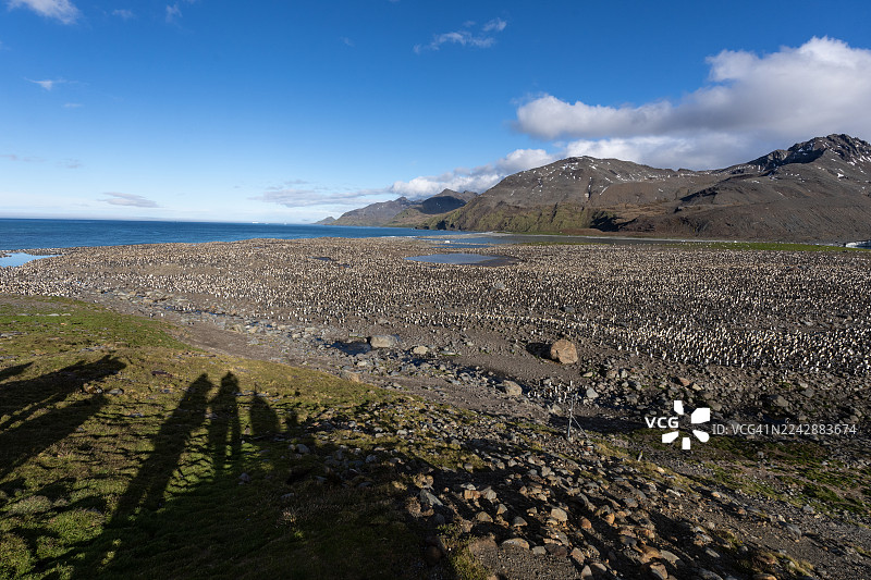 前景中有人类影子的企鹅栖息地。图片素材