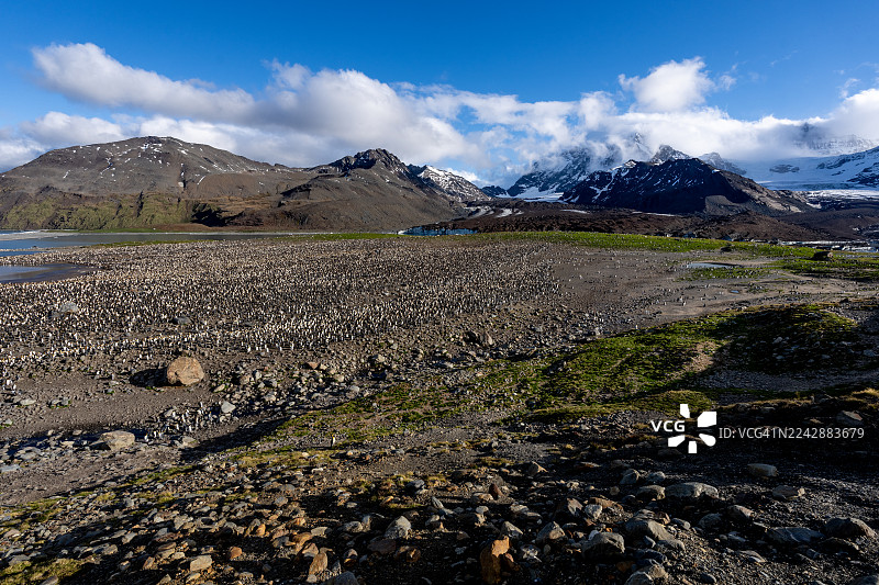 背景有山脉的企鹅聚居地。图片素材