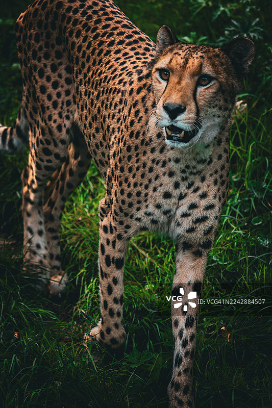一只雄伟的猎豹警惕地站立在茂密的绿草丛中，它身上布满斑点的毛皮与栖息地的斑驳光影融为一体。图片素材