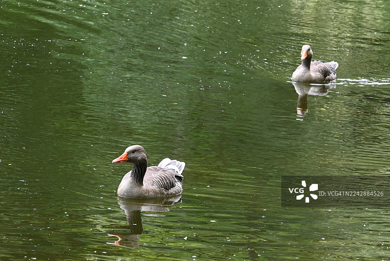 两只鹅在平静的绿色池塘里安详地游弋，倒映出宁静的自然环境图片素材