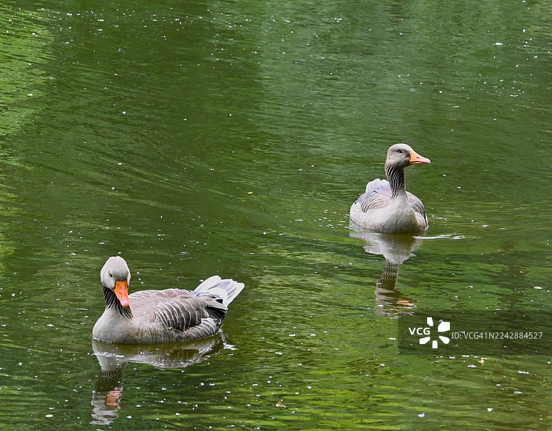 俯视视角，两只灰雁在绿色的湖面上游弋图片素材
