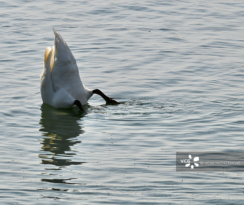 一只白 Swan 在宁静的湖水中潜水觅食，可以看到它的倒影图片素材