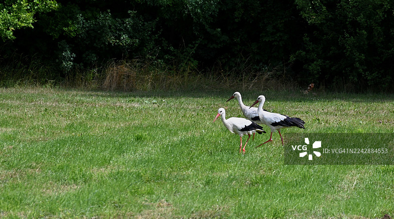 三只鹳在充满活力的绿色田野上优雅地行走，周围环绕着茂密的自然植物，沐浴在日光之下。图片素材