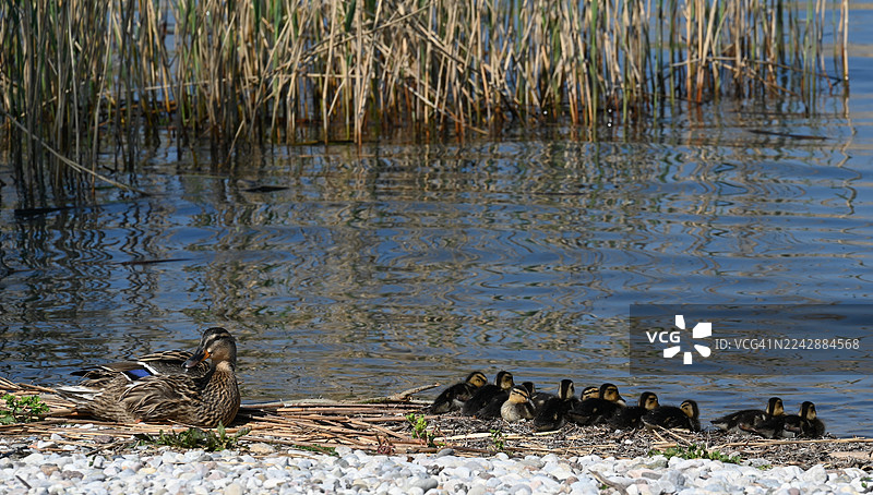 阳光明媚的一天，鸭妈妈带着一群小鸭子在芦苇丛旁的水边休息。图片素材