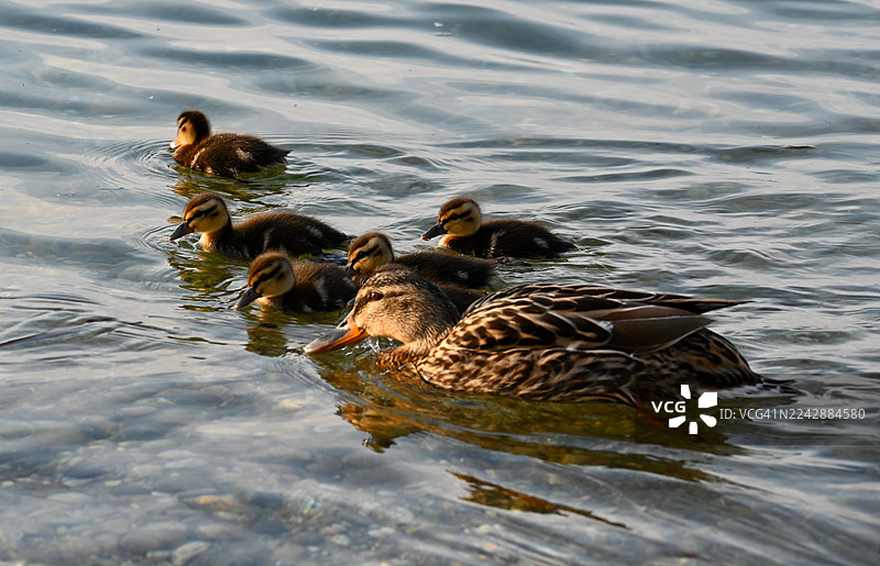鸭妈妈带着小鸭子们在宁静的池塘里嬉戏，池水倒映着温暖的阳光。图片素材