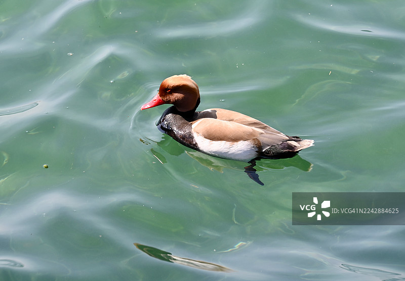 从高处俯瞰一只红冠鸭在平静的湖面上优雅地游动，沐浴在自然光下图片素材