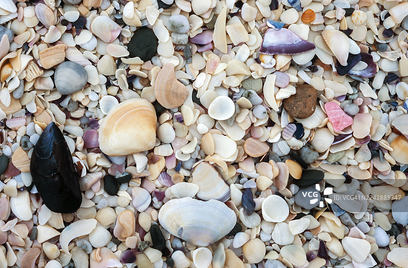 全画幅镜头拍摄的各种鹅卵石和贝壳，展示了海滩上发现的自然图案和纹理图片素材