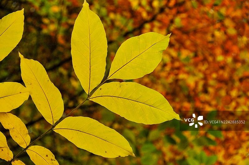 特写镜头：充满活力的黄色秋叶，背景虚化图片素材