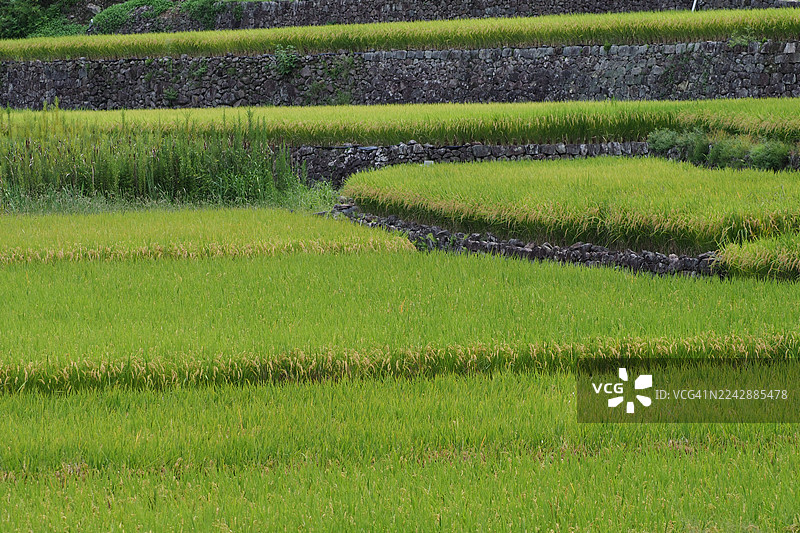 郁郁葱葱的绿色稻田在梯田上生长，配有石墙，展现了传统农业。图片素材