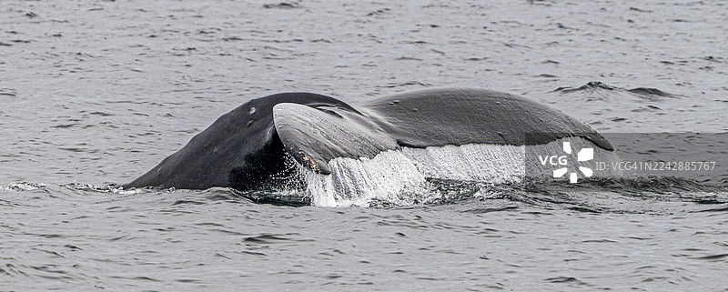 座头鲸潜水，露出尾鳍和背部，伴有溅起的水花图片素材