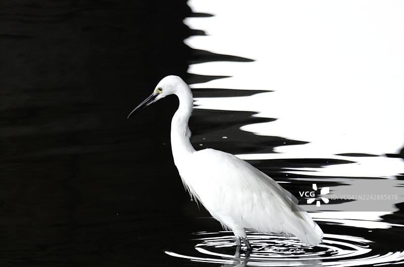 优雅的白鹭站立在静止的水中，水面倒映着它的身影图片素材