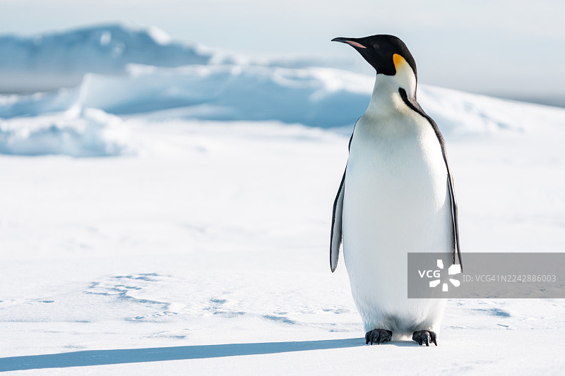 帝企鹅在冰上图片素材