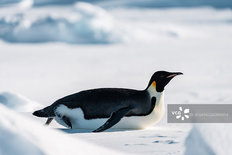 帝企鹅趴在冰上图片素材