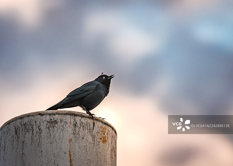 黄昏时分，一只鸟栖息在屋顶上，背景是柔和的云天。图片素材