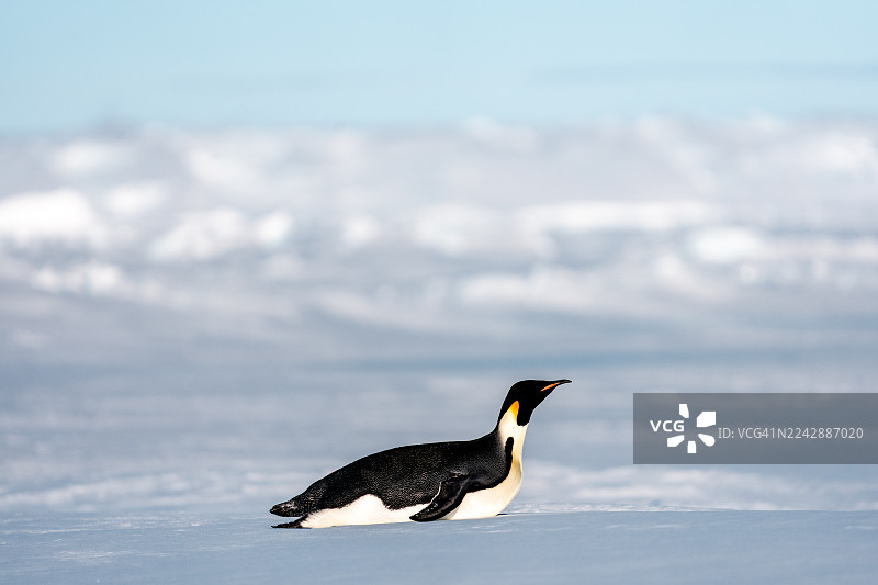 帝企鹅在冰上。图片素材