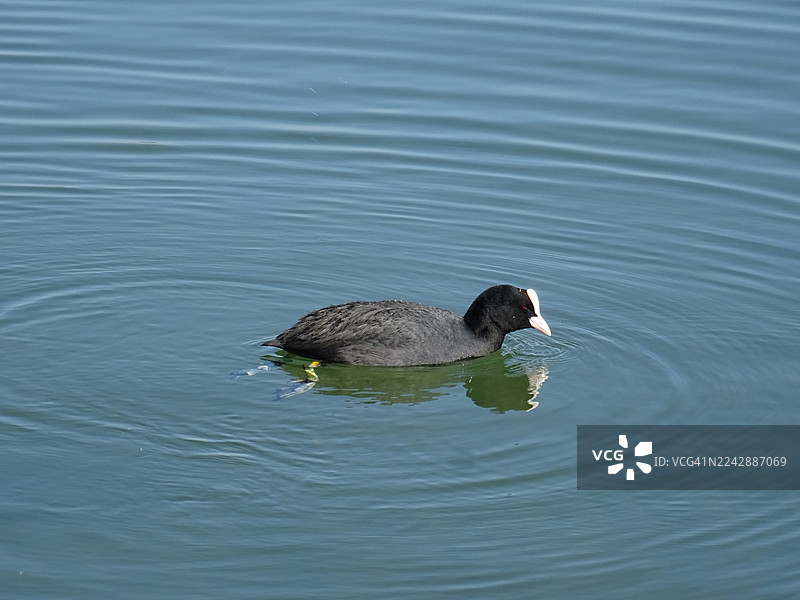 一只 Eurasian Coot（欧亚鸊鷉）在阳光明媚的日子里，于平静的蓝色水中游弋。图片素材