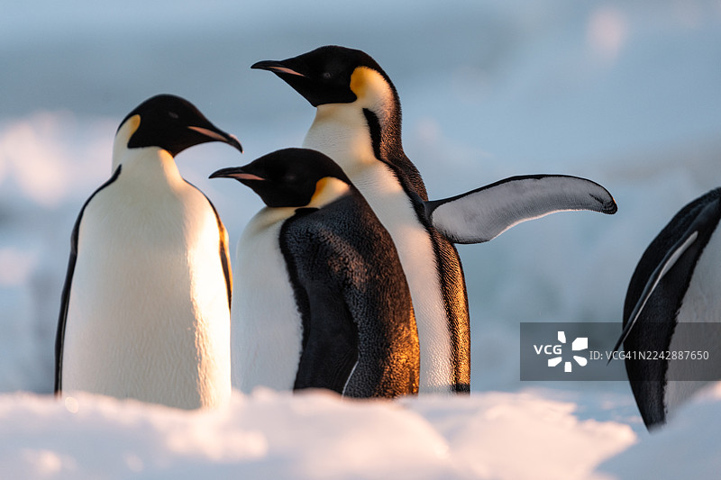 威德尔海上的皇帝企鹅图片素材