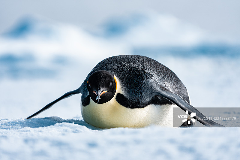 帝企鹅趴着，看着镜头。图片素材