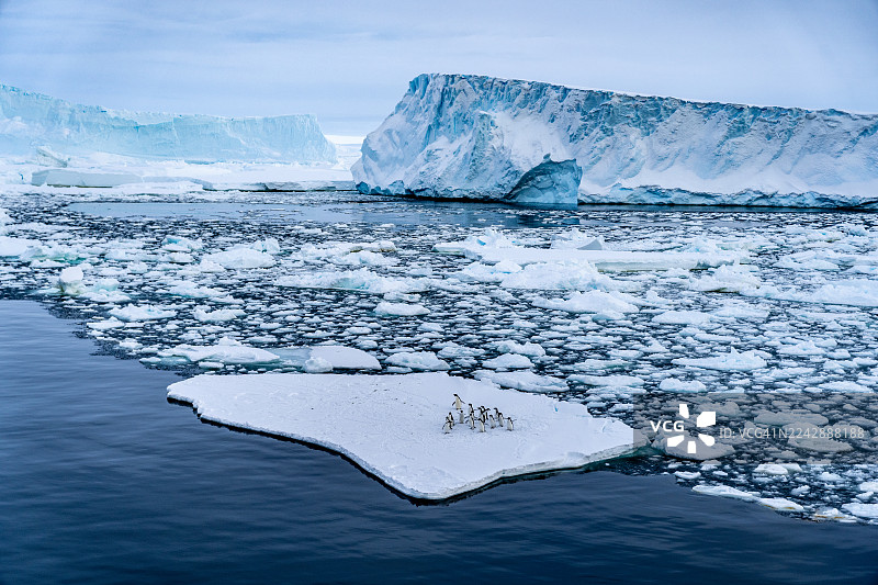 威德尔海一群企鹅在一片浮冰上，背景是巨大的冰山。图片素材