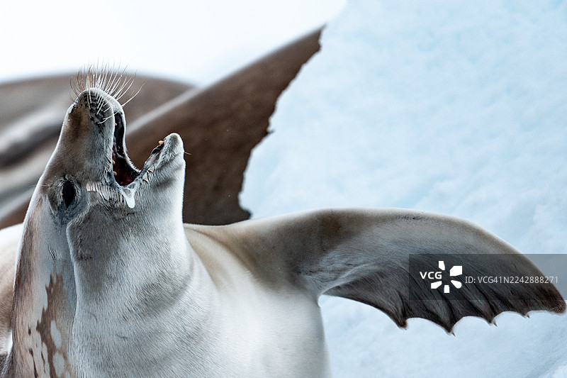 威德尔海豹在浮冰上打哈欠并流口水。图片素材