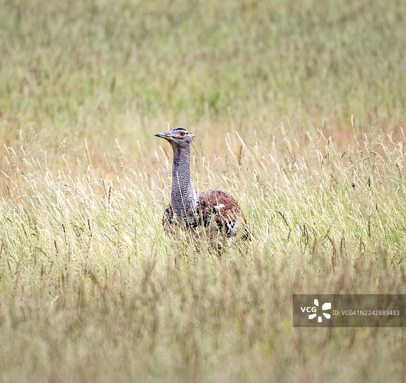 科里鸨在茂密的草丛中吃草图片素材