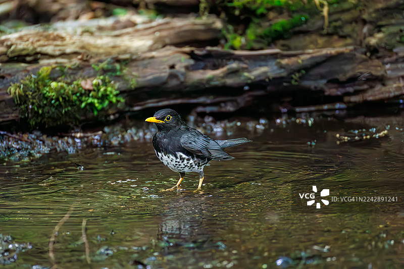 日本灰鸫（Turdus cardis）在日本山梨县富士吉田市大鸟泉水中沐浴，适合观鸟的野鸟。- 2025图片素材