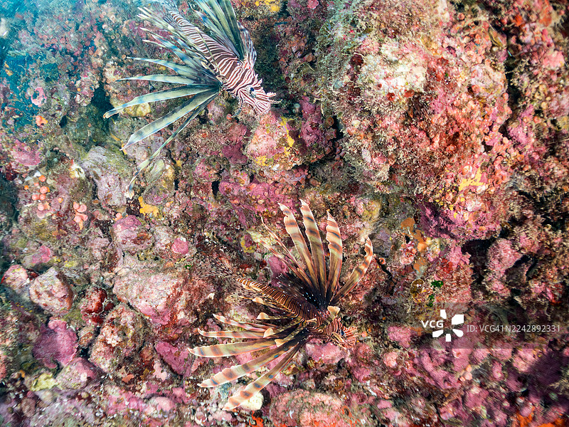 红狮子鱼（Pterois volitans）及其他鱼群，日本静冈县伊豆半岛南伊豆町石廊崎海滩、中木港 - 2025图片素材