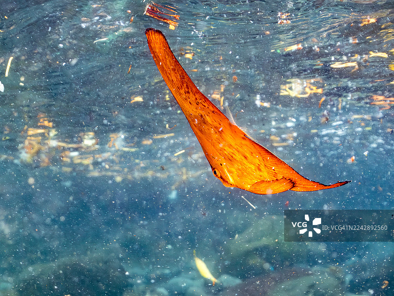 一群美丽的圆鳍鱼幼鱼在水面游动的半水面摄影。鱼群。日本静冈县伊豆半岛南伊豆町中木港的 Hirizo 海滩 - 2025图片素材