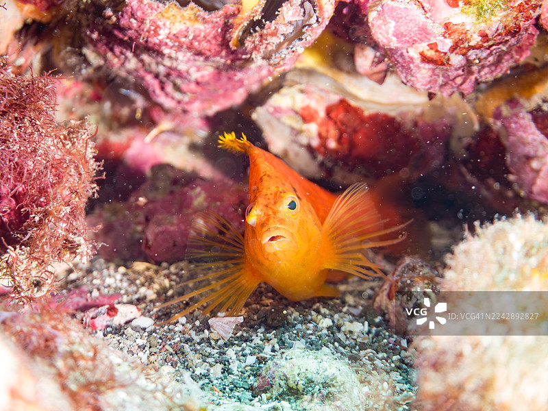 黄点箱鲀（Cirrhitichthys aureus）、橙杯珊瑚（Tubastraea foulkneri）、海绵、幼鱼等。鱼群。日本静冈县伊豆半岛南伊豆町弘前海滩、中木港 - 2025图片素材