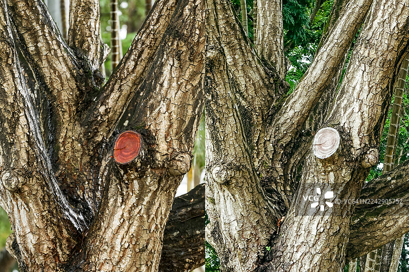 对古名香树的树枝进行修剪图片素材