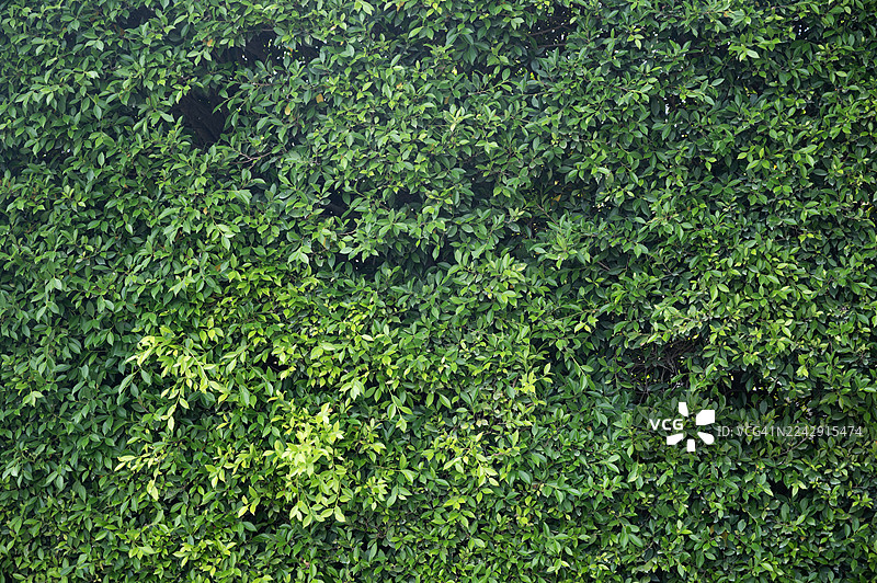 全画幅纹理，逼真的绿色叶子无缝背景图片素材