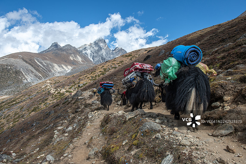 尼泊尔萨加玛塔国家公园偏远地区，一队牦牛商队驮着货物在崎岖的景观上行走，这是从后面拍摄的。牦牛是中亚山区的一种群居动物。图片素材