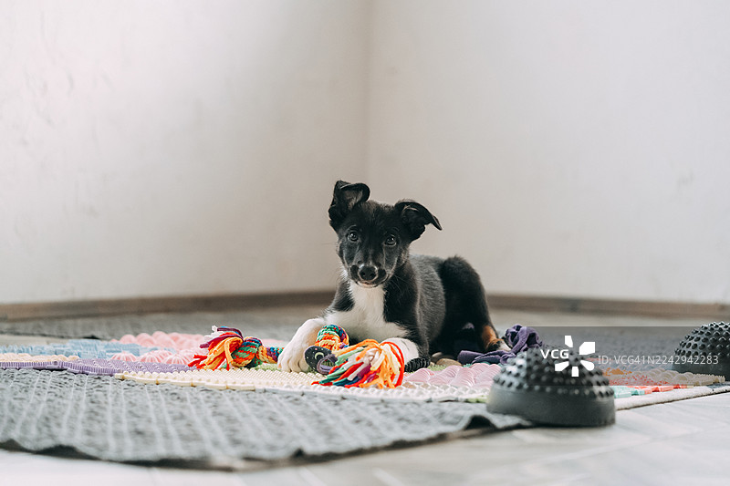 可爱的小狗趴在地毯上玩玩具图片素材