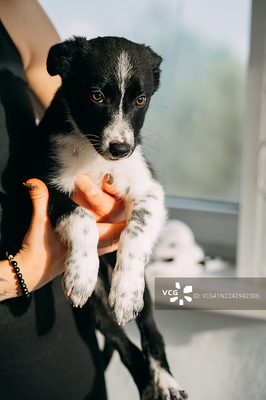 一个人抱着可爱的黑白斑点小狗图片素材