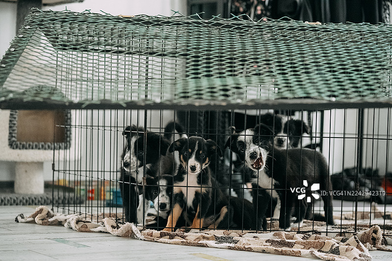 可爱的狗狗们待在动物收容所的临时笼子里图片素材