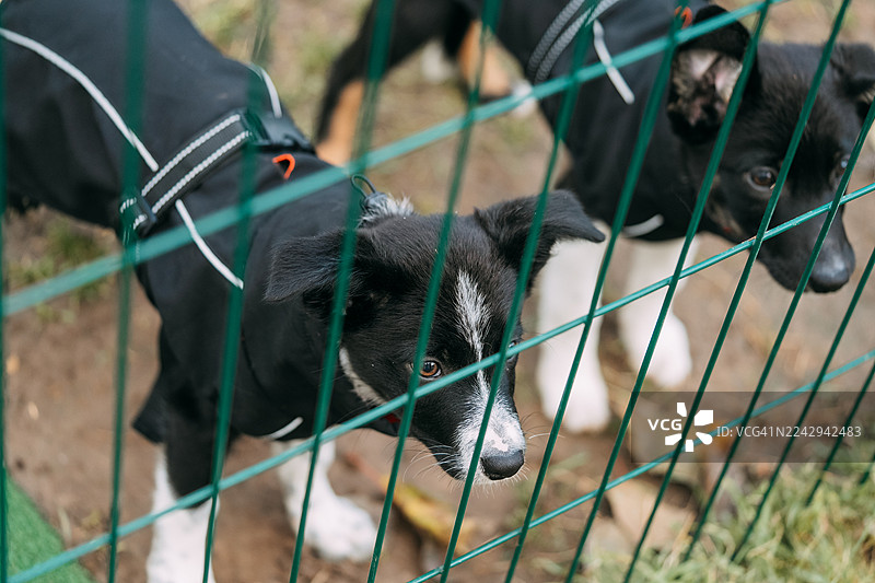 两只小狗隔着绿色栅栏向上看图片素材