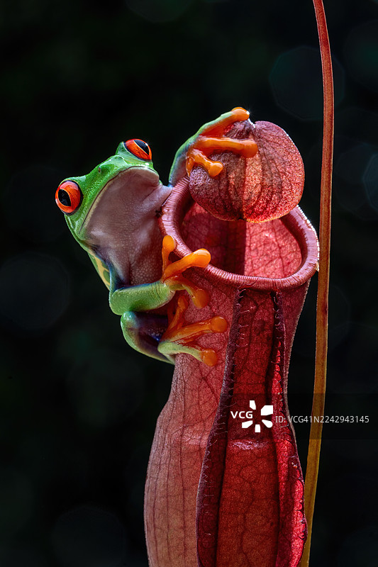 红眼树蛙图片素材