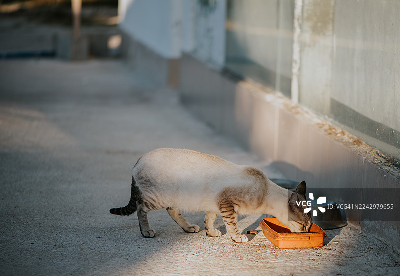 阳光下，一只流浪猫正在橙色碗里进食图片素材